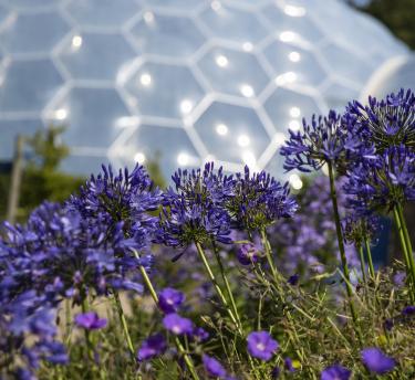 Up close shot of vibrant purple flowers with Biome in the background
